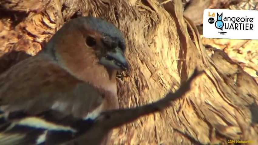 CRIE de Mouscron asbl