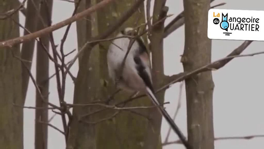 CRIE de Mouscron asbl