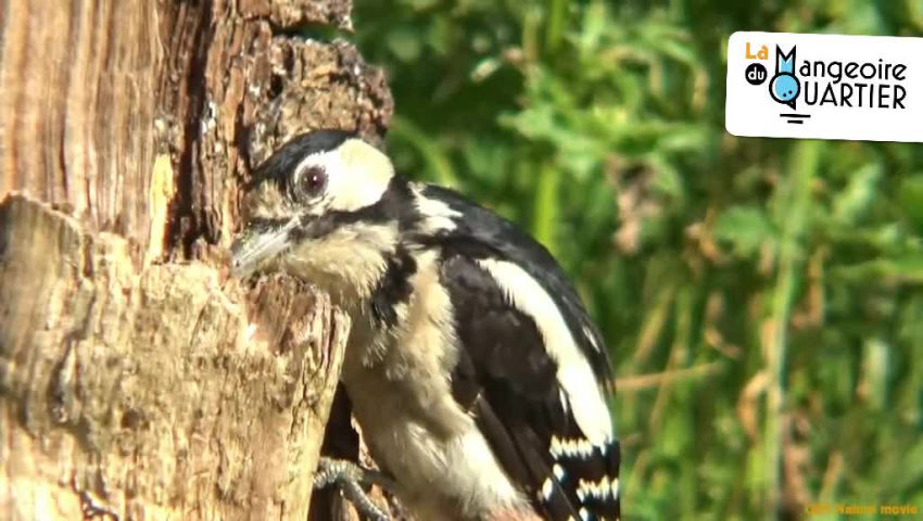 CRIE de Mouscron asbl