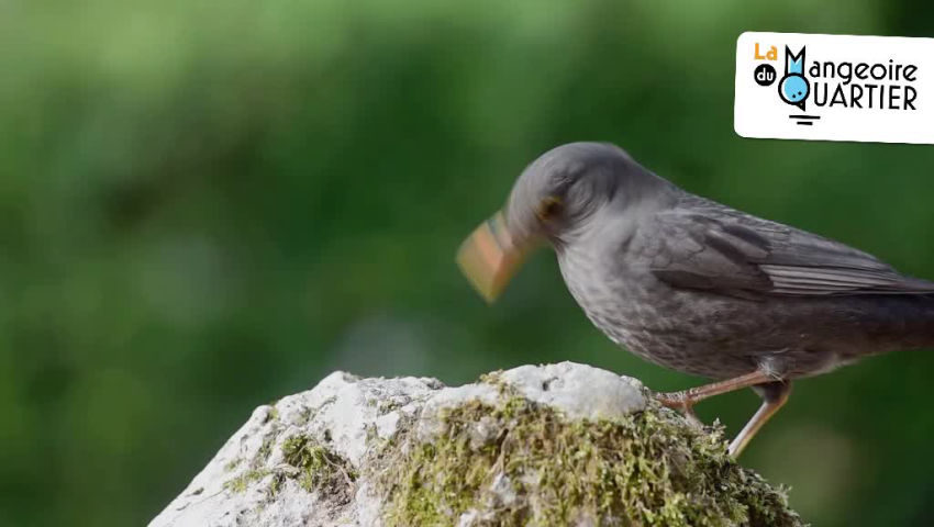 CRIE de Mouscron asbl