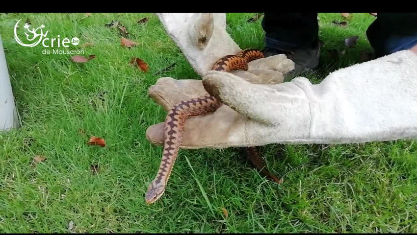 CRIE de Mouscron asbl