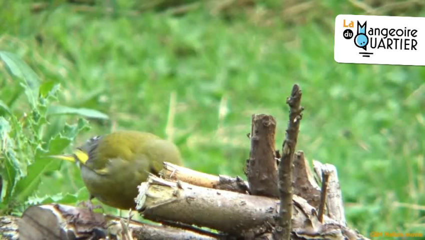 CRIE de Mouscron asbl