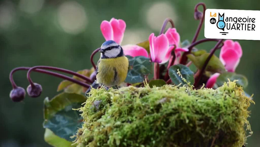 CRIE de Mouscron asbl