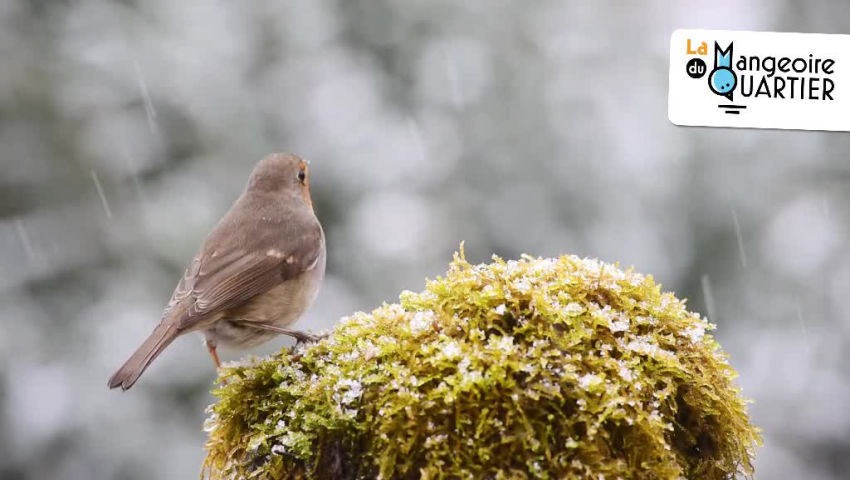 CRIE de Mouscron asbl